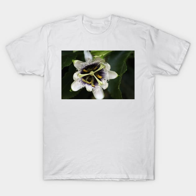 Passion Flower Closeup 2 T-Shirt by ButterflyInTheAttic